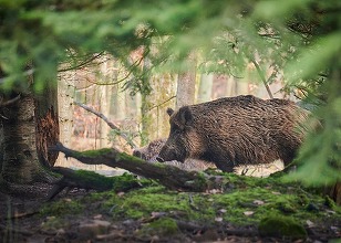 Porc mistreț văzut în zona Pipera-Voluntari. A fost emis mesaj RO-Alert