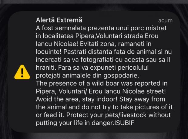 Porc mistreț văzut în zona Pipera-Voluntari. A fost emis mesaj RO-Alert