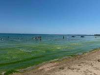 FOTO Val de alge la Mamaia. Marea, ca o salată