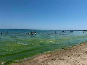 FOTO Val de alge la Mamaia. Marea, ca o salată