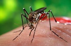 Virusul West Nile: România - printre țările cu cea mai extinsă distribuție geografică a infecțiilor raportate
