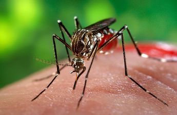 Virusul West Nile: România - printre țările cu cea mai extinsă distribuție geografică a infecțiilor raportate