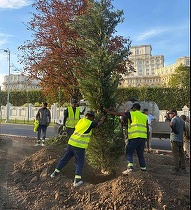 VIDEO "Coridor verde" în București. Mii de arbori și arbuști plantați pe Bulevardul 13 Septembrie