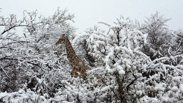 FOTO Ninsoare în Africa de Sud, girafe fotografiate în zăpadă