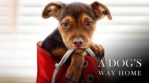 Filmul de aventuri „Drumul unui câine către casă” a debutat pe primul loc în box office-ul românesc de weekend