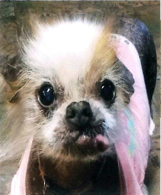 FOTO A fost ales cel mai urât câine din lume