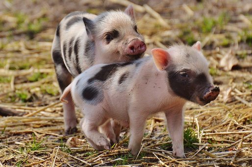 Cercetătorii ungari dezbat dacă nu cumva porcii sunt mai bune animale de companie decât câinii