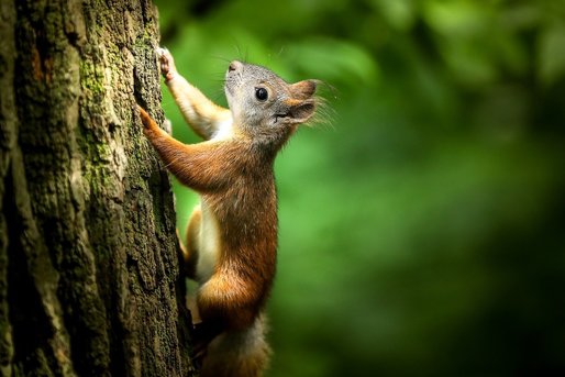 După coronavirus, new-yorkezii sunt sub asaltul veverițelor agresive