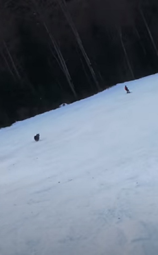 Cât de sigure sunt pârtiile de schi ? Un turist fugărit pe pârtie la Predeal de un urs