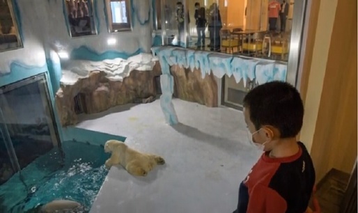 VIDEO Un ''hotel cu urși polari'' inaugurat în China atrage oaspeți, dar și critici