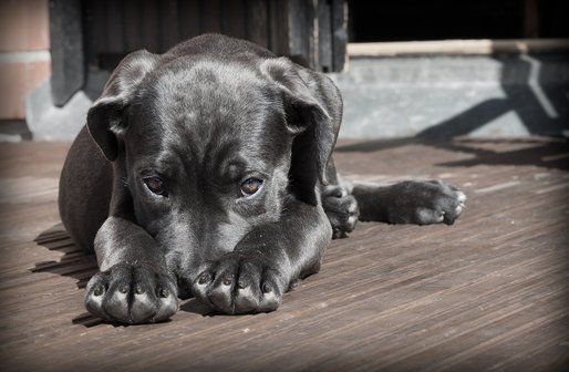 SUA suspendă importurile de câini din 113 țări
