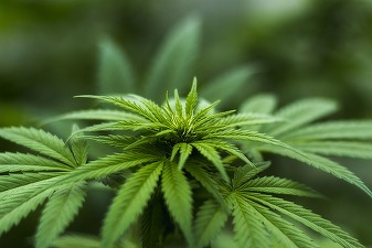 Germania adună bani și locuri de muncă din legalizarea canabisului