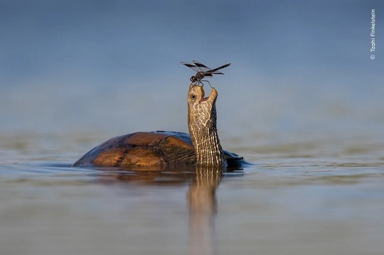 FOTO O imagine uimitoare a unui urs polar adormit pe un aisberg în derivă, câștigătoare a premiului 