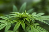 Marijuana va fi clasificată în Statele Unite ca un drog mai puțin periculos
