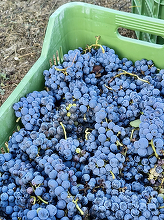 VIDEO&FOTO După aproape 2.000 de ani, prima recoltă de struguri la Pompei. Urmează vinul