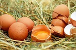 Patronat: Ouăle se vor ieftini abia la primăvară, când cresc puicuțele în Europa și încep să ouă. Nu există însă explicații logice pentru scumpirile de pe piața românească