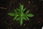 Președinta Senatului italian, Maria Elisabetta Casellati, din cadrul Forza Italia, oprește legalizarea canabisului light
