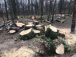 FOTO Defrișări de arbori în Herăstrău, Garda de Mediu a venit cu amenzi