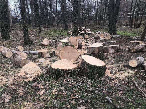 FOTO Defrișări de arbori în Herăstrău, Garda de Mediu a venit cu amenzi