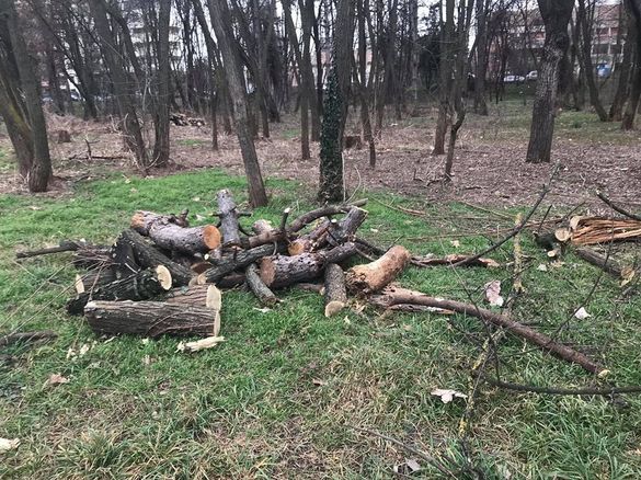 FOTO Defrișări de arbori în Herăstrău, Garda de Mediu a venit cu amenzi