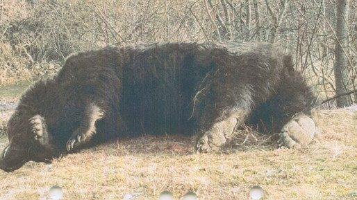 Anchetă in rem a DNA în urma uciderii ursului Arthur. Procurorii cercetează modul în care au fost emise documentele privind derogarea în baza cărora a avut loc vânătoarea