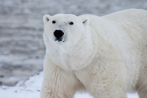 Urșii polari din nordul Canadei dispar rapid