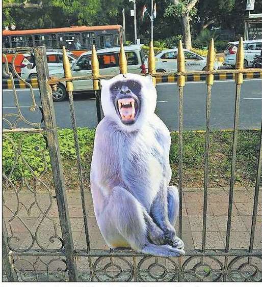 Summit G20 în India: "Oameni-maimuță" vor fi desfășurați în Delhi pentru a speria macacii