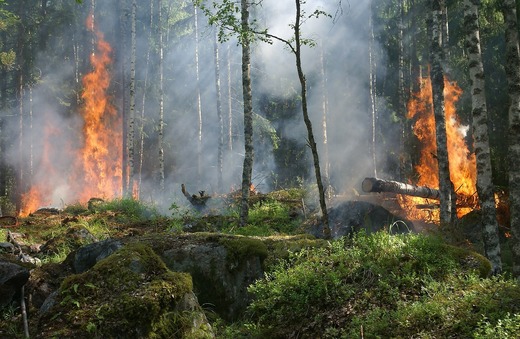 Incendiile de vegetație din Canada, de anul trecut, au provocat mai multe cantități de gaze cu efect de seră decât arderea de combustibili fosili din aproape oricare dintre țările lumii