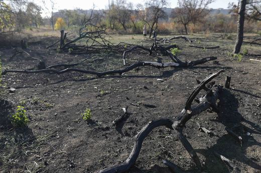 Scandal în zona retrocedată din Parcul IOR. Administratorul tăia copaci, polițiști locali nu au intervenit