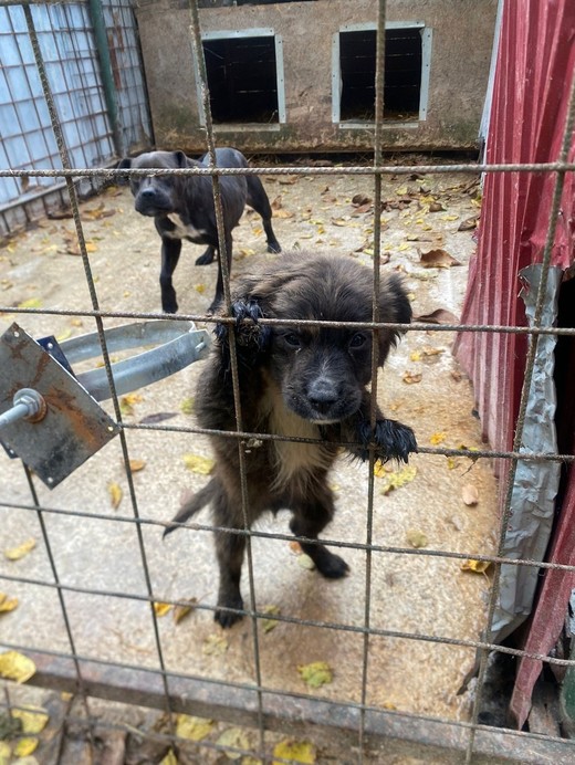 Percheziții în cadrul unei anchete privind eutanasierea ilegală a câinilor fără stăpân