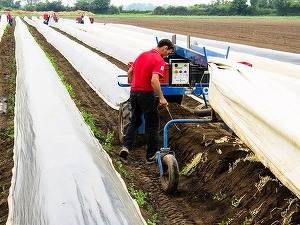 Salariile lucrătorilor din agricultură din Arad s-au dublat în ultimii cinci ani, pentru a putea fi păstrați angajații, pe fondul crizei forței de muncă