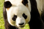 ULTIMA ORĂ PREMIERĂ Guvernul vrea să lanseze obligațiuni Panda și Samurai, pentru prima dată pe piața internă din China (Panda). De pe piața internă din Japonia, statul s-a mai împrumutat cu obligațiuni Samurai în anii \'90