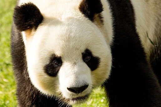 ULTIMA ORĂ PREMIERĂ Guvernul vrea să lanseze obligațiuni Panda și Samurai, pentru prima dată pe piața internă din China (Panda). De pe piața internă din Japonia, statul s-a mai împrumutat cu obligațiuni Samurai în anii '90