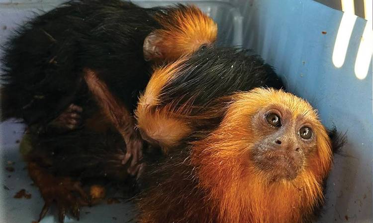 FOTO Descoperire inedită la vamă. Primate transportate fără documente legale, cu un autoturism înmatriculat în Ucraina