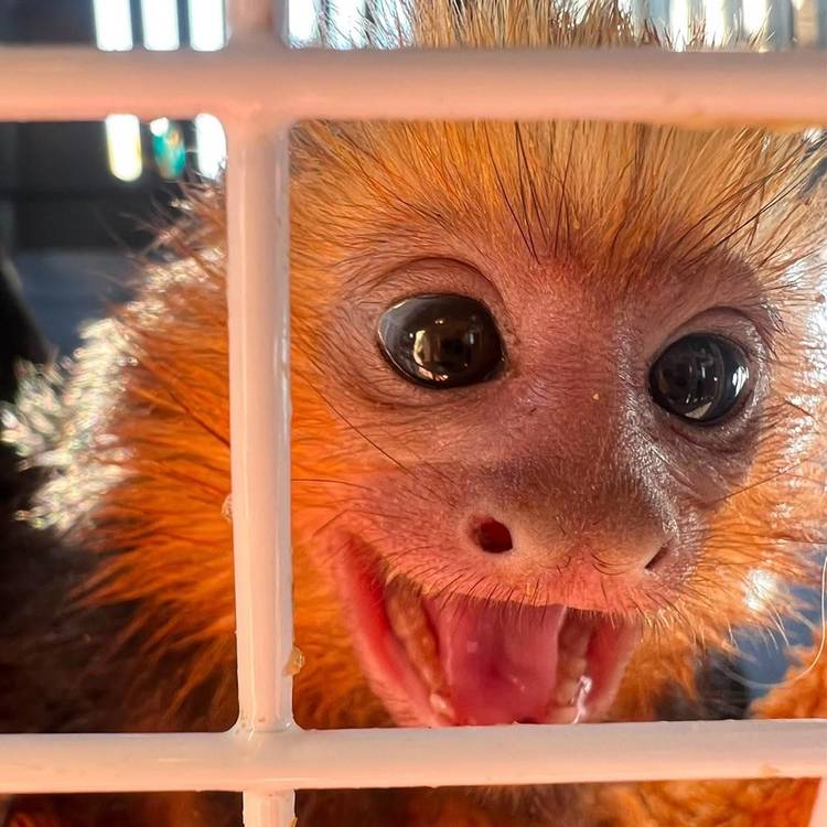 FOTO Descoperire inedită la vamă. Primate transportate fără documente legale, cu un autoturism înmatriculat în Ucraina