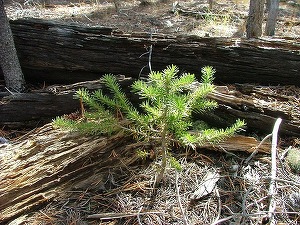 Oportunități 29 septembrie - Romsilva organizează licitație pentru achiziția de produse agrochimice