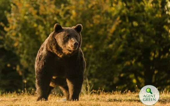 FOTO Acuzație - Cel mai mare urs din România, Arthur, a fost ucis de un prinț din Austria. Agent Green: Avem de-a face cu o partidă de braconaj