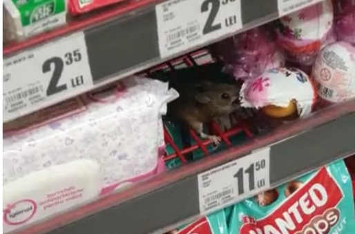 VIDEO Noi probleme in magazine, după amenda aplicată Mega Image - Un șoarece mănâncă liniștit un ou de ciocolată pe raft