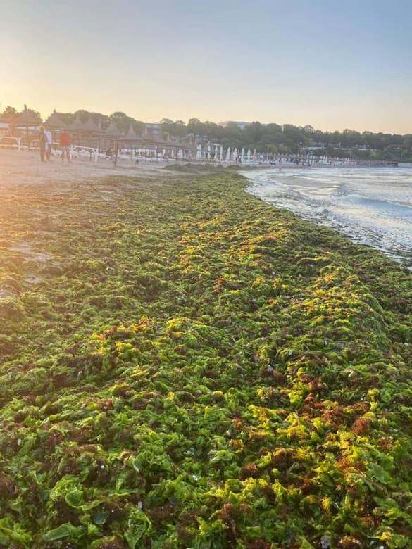 VIDEO&FOTO 11.000 de tone de alge au fost adunate de Apele Române de la începutul sezonului estival