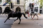 VIDEO Alarmă în centrul Londrei. Mai mulți cai din cavaleria regală au scăpat liberi pe stradă, o persoană a fost rănită