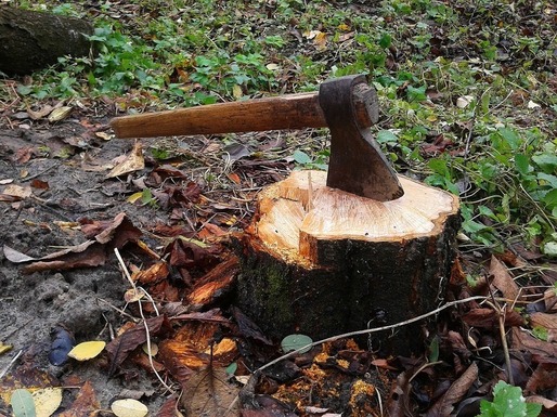 Ecologiști blochează tăierea unor arbori în estul Poloniei