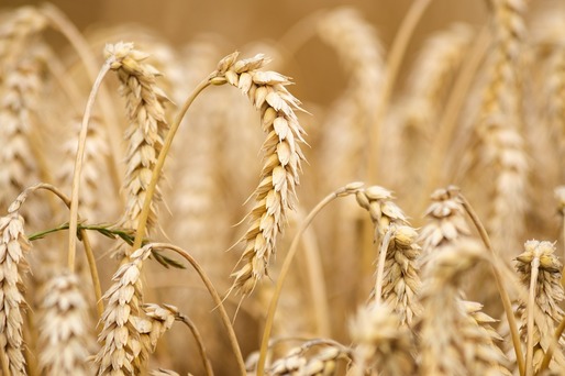 Serbia interzice exportul de grâu, porumb, făină și ulei
