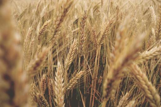 Slovacia interzice prelucrarea și vânzarea cerealelor din Ucraina