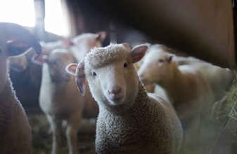 Rusia a interzis importul și tranzitul de ovine și caprine din Bulgaria și din România