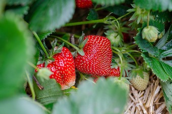 Polonia stopează importurile de fructe și legume cu urme de pesticide interzise în UE