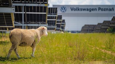 FOTO 100 de ”oi fotovoltaice” pasc la Volkswagen, înlocuind mașinile de tuns iarba