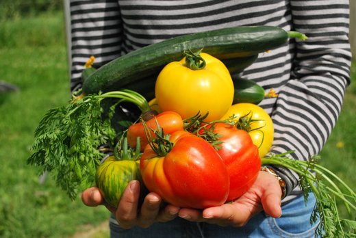 Turcia bagă 5,3 miliarde de dolari în agricultură. Vom avea și mai multe roșii, legume și fructe turcești în magazine