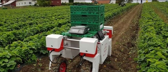 FOTO Fermierii britanici testează roboți care să culeagă fructe, din cauza lipsei de muncitori
