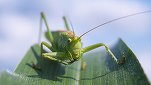 Autoritatea europeană în domeniul alimentar și-a dat acordul pentru consumul de insecte