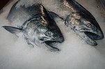 Peștele congelat se acumulează în porturile chineze, riscând să perturbe lanțul mondial de aprovizionare cu alimente